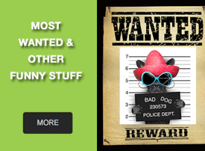 Most Wanted & Other Funny Stuff